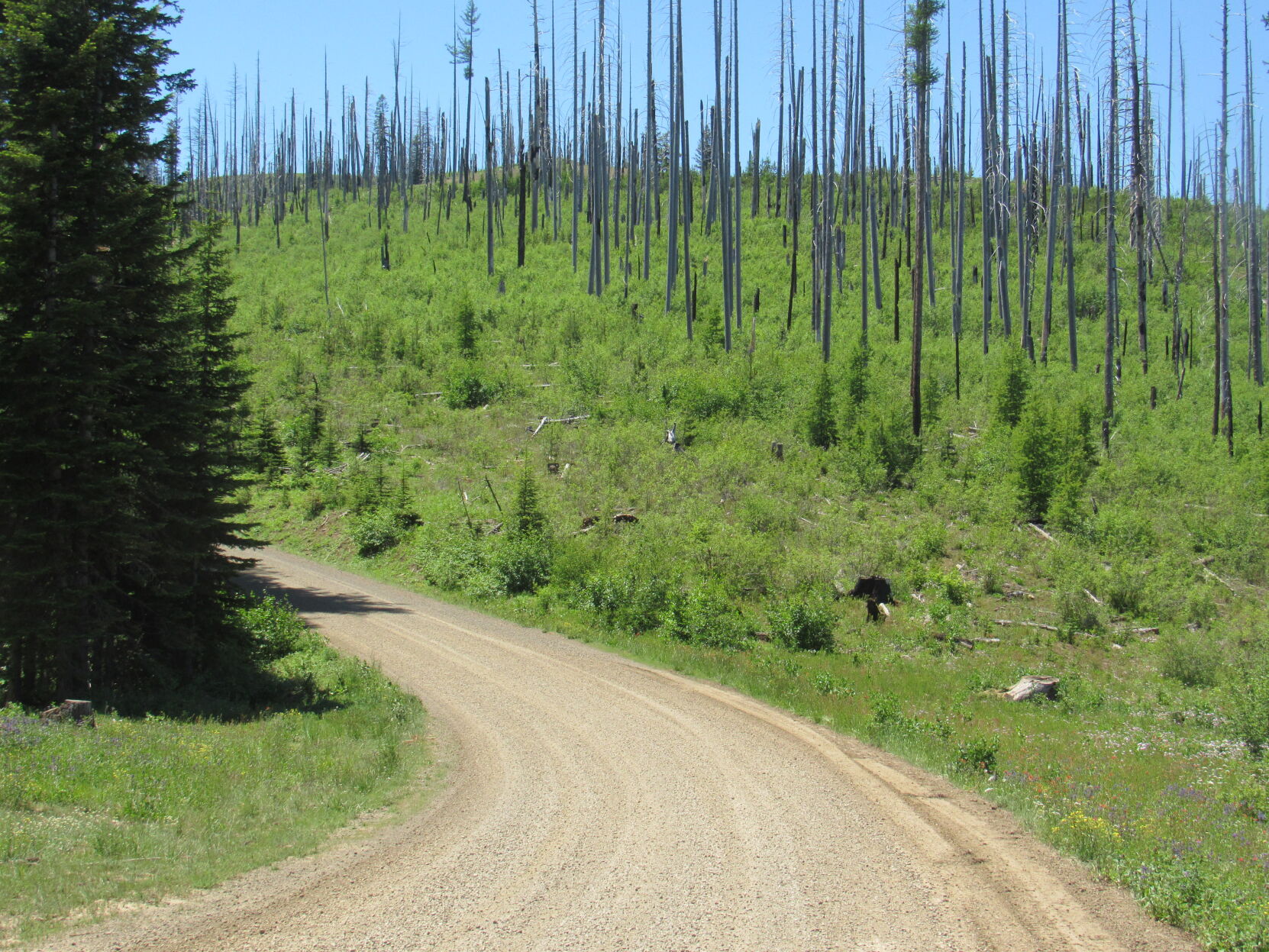 Forest fire